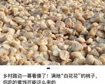 公众号小绿书贴图项目，赚收益实操玩法，听话照听话照少走90%弯路丨副业可做