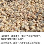 公众号小绿书贴图项目，赚收益实操玩法，听话照听话照少走90%弯路丨副业可做
